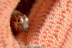 A little shy! Picture taken in Punta de Parra, Talcahuano... by Thomas Heran 